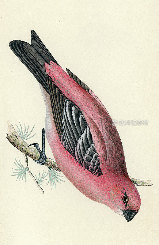 长尾松，Pinicola enucleator，真雀科的一大成员，Fringillidae，野生动物艺术绘画